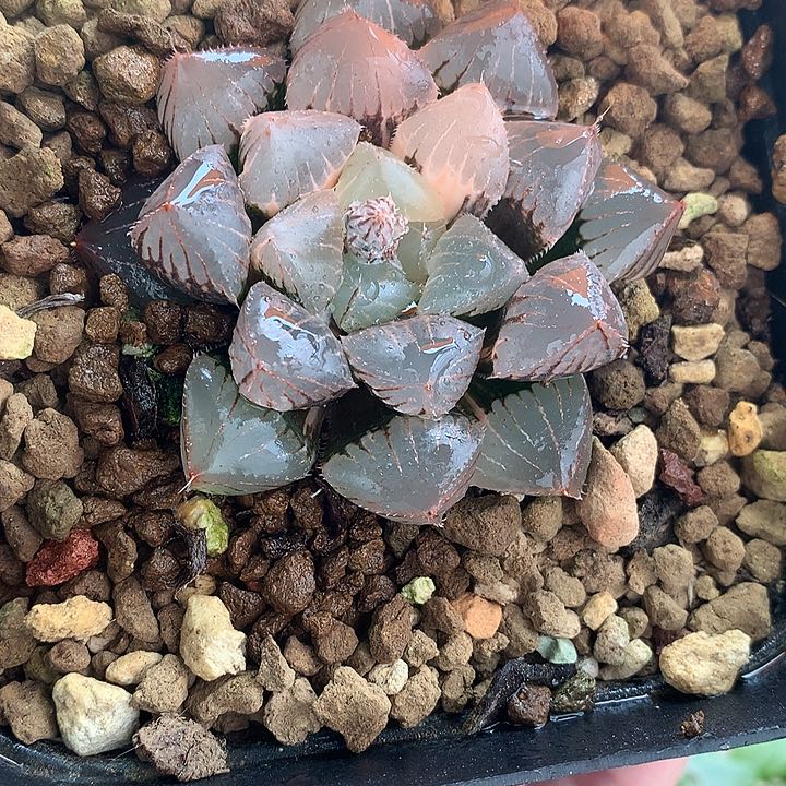 糯玉露锦一物一拍带盆