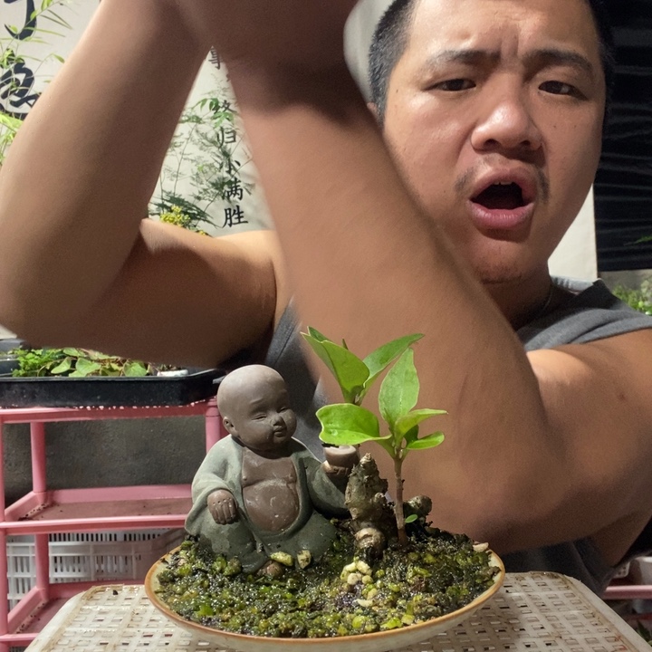 东***儿以实际为准盆景绿植盆栽70
