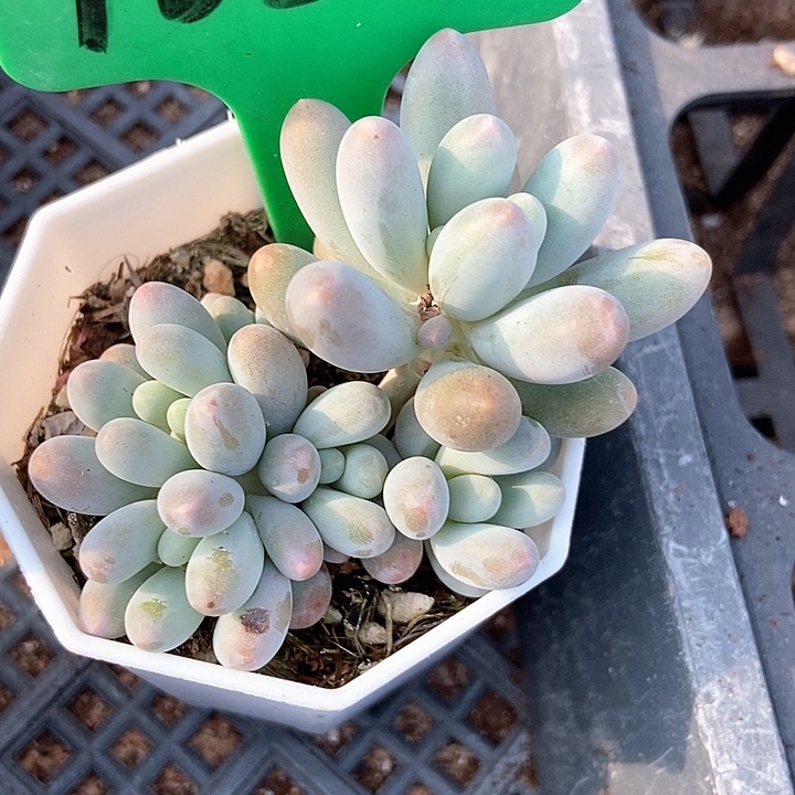 多肉植物汤圆1655