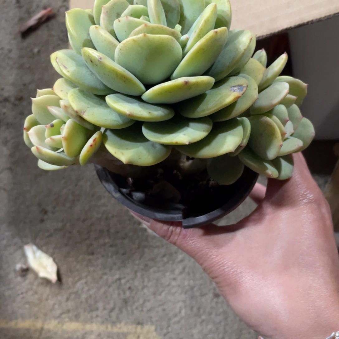 青柠冠幅13 两颗一物一拍