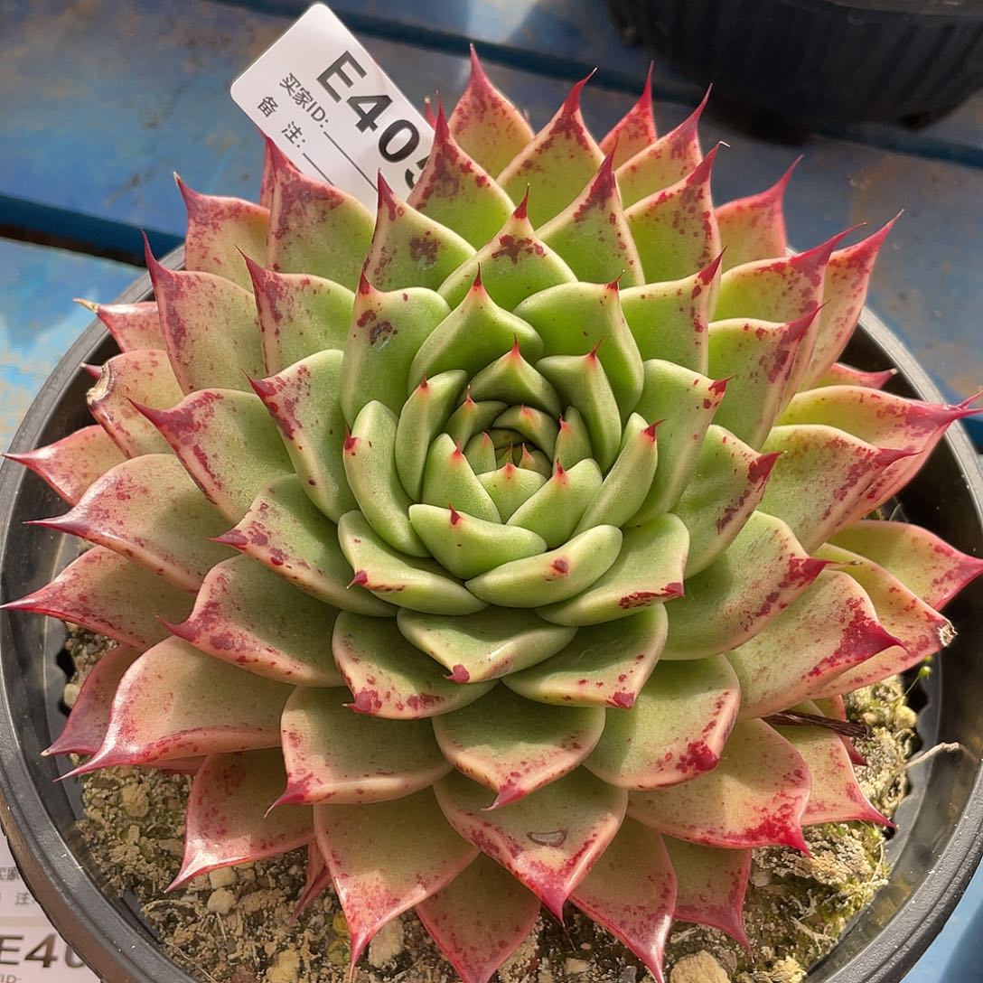 若如东云单拍E405