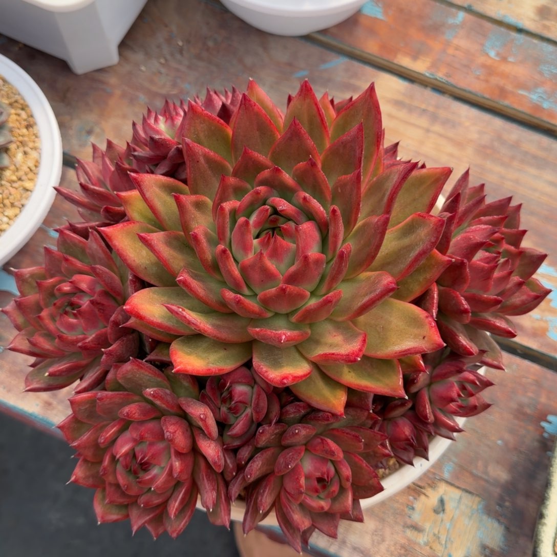 一物一拍，顺顺顺顺，