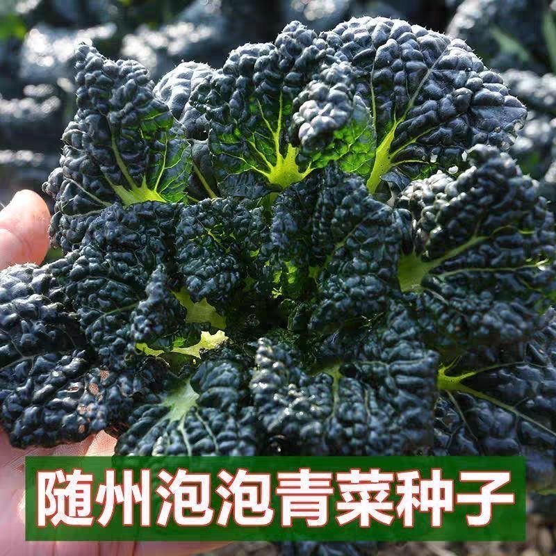 黑叶青菜泡泡青随州泡泡青菜种子叶片厚实耐寒耐抽苔可越冬