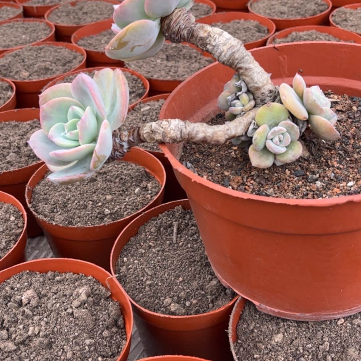 【闪购商品】无花朵佛****?