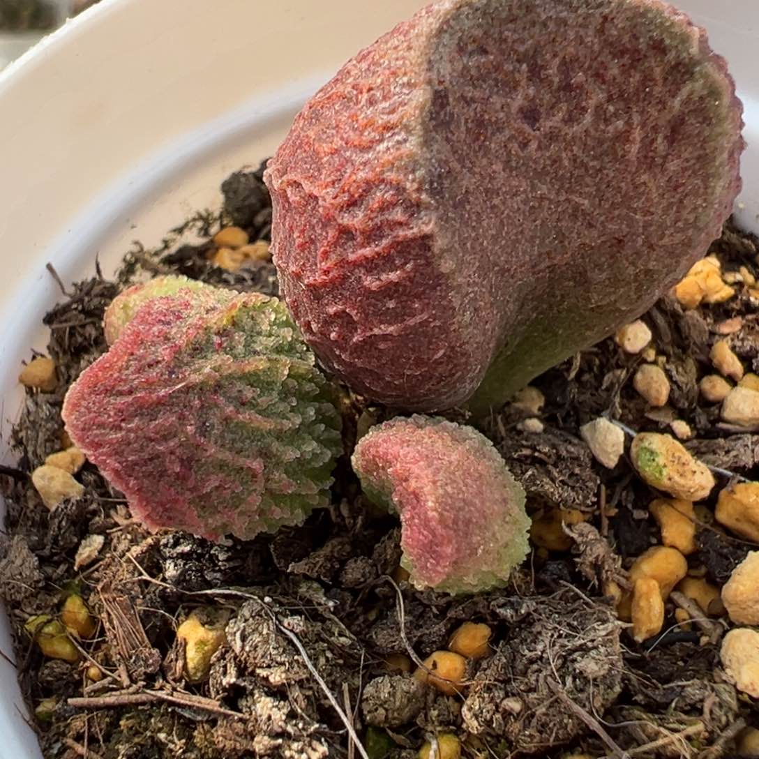 实生新品多肉植物水泡