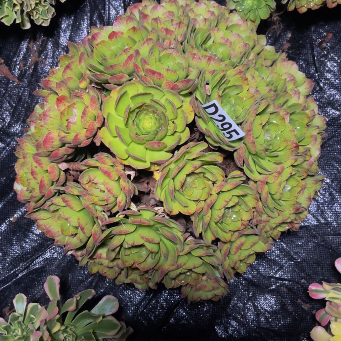 万拉丝14////6包邮