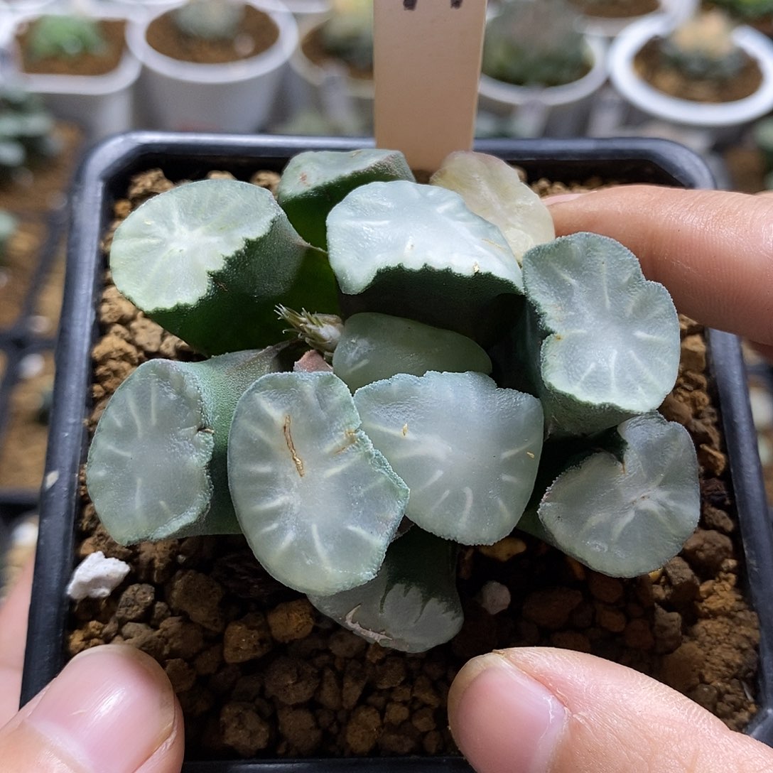 44盐湖城哈哈哈哈哈哈