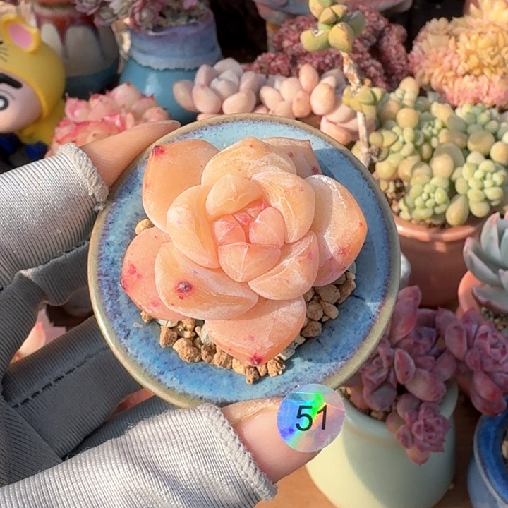 51多肉含盆土 30元包邮 除偏远