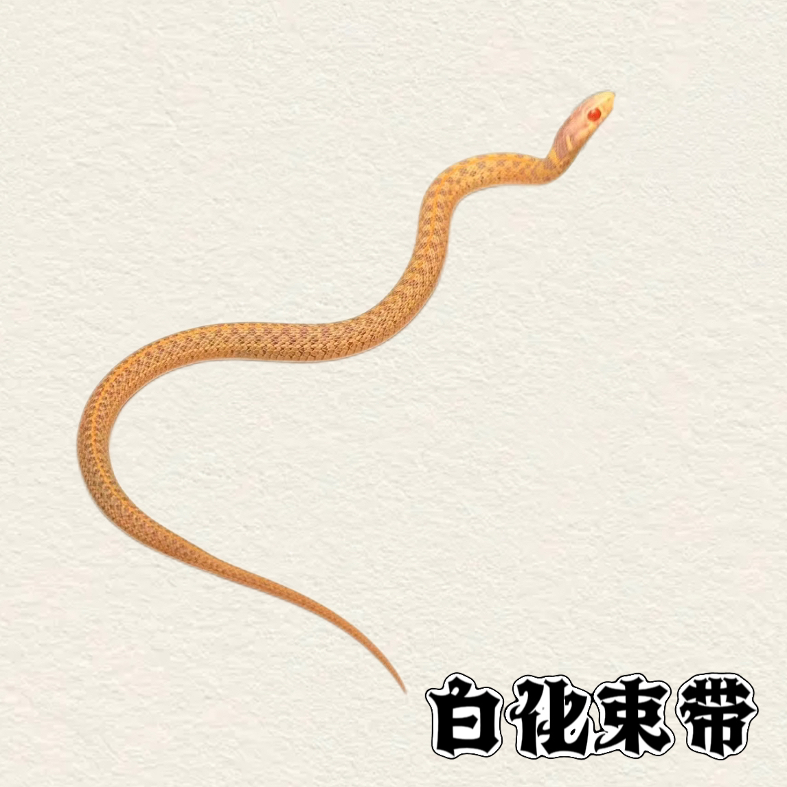 小束带苗子随机发！包邮包活包健康！热门观赏宠物适合新手温顺好养