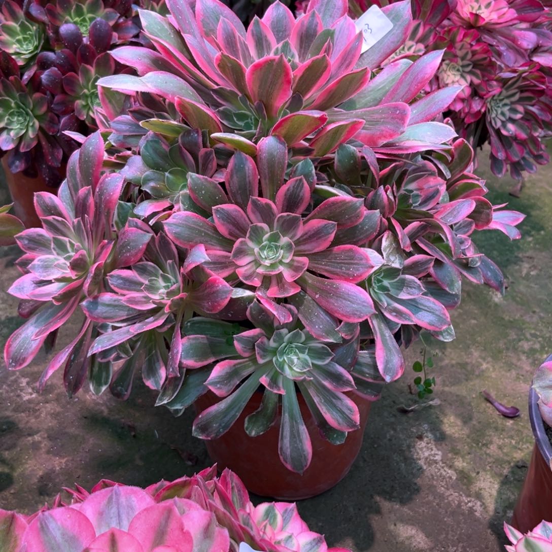 多肉植物浣纱1103
