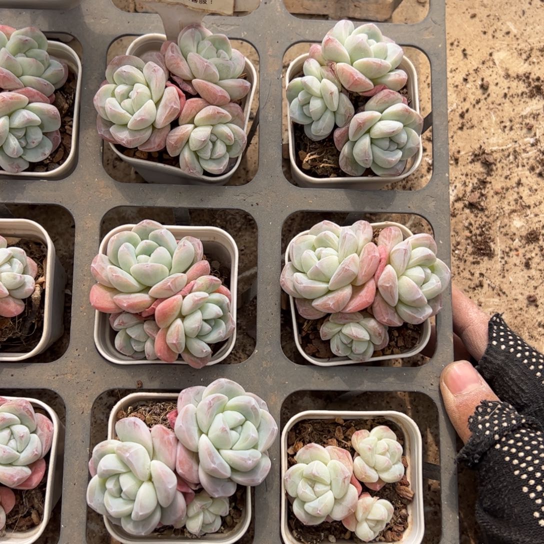 420号冰玉多肉植物