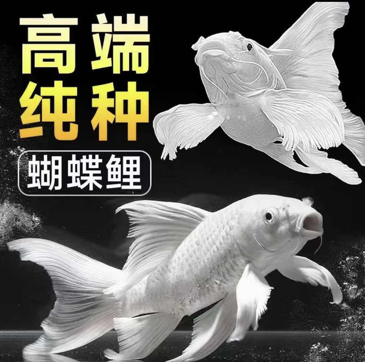  台湾纯种普身白蝴蝶锦鲤观赏鱼22-24cm大鳍大尾冷水好养耐活