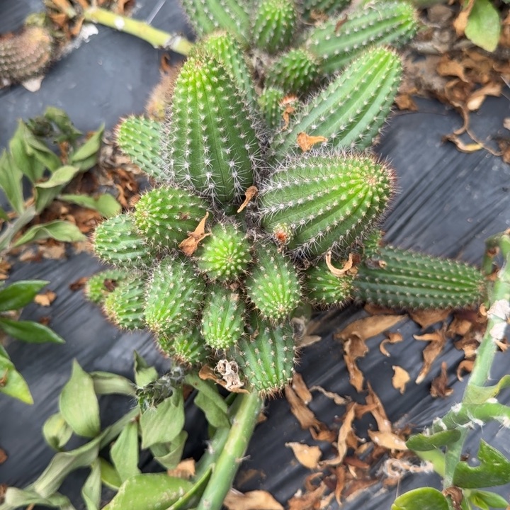 矮胖白檀537白檀274