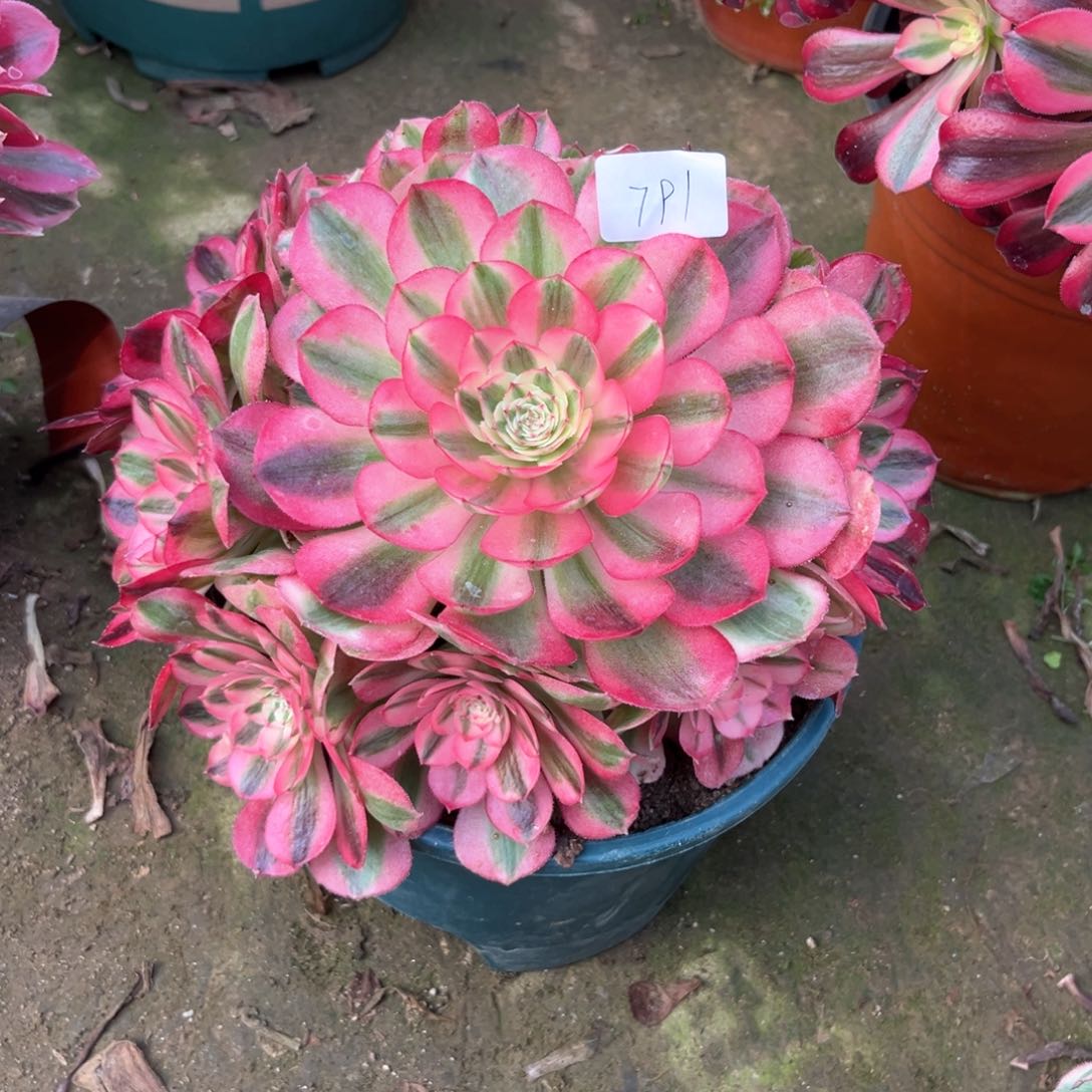 多肉植物倾城800