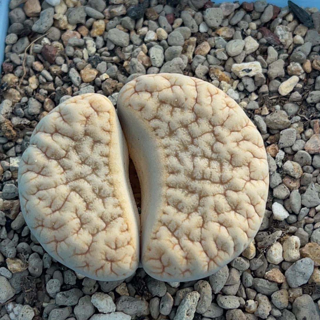 9698蜜纹铁374一颗3.8服盆