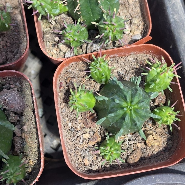 石生根火麒麟满25包邮