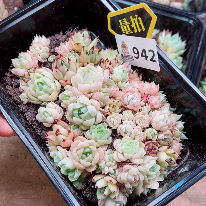 多肉植物多肉植物