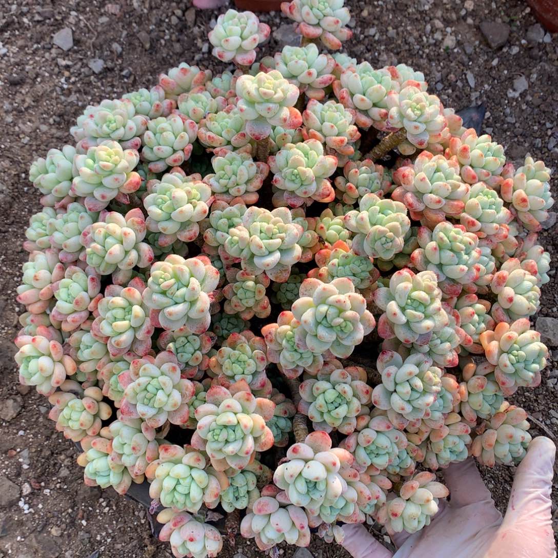 罗琦多肉一物一拍