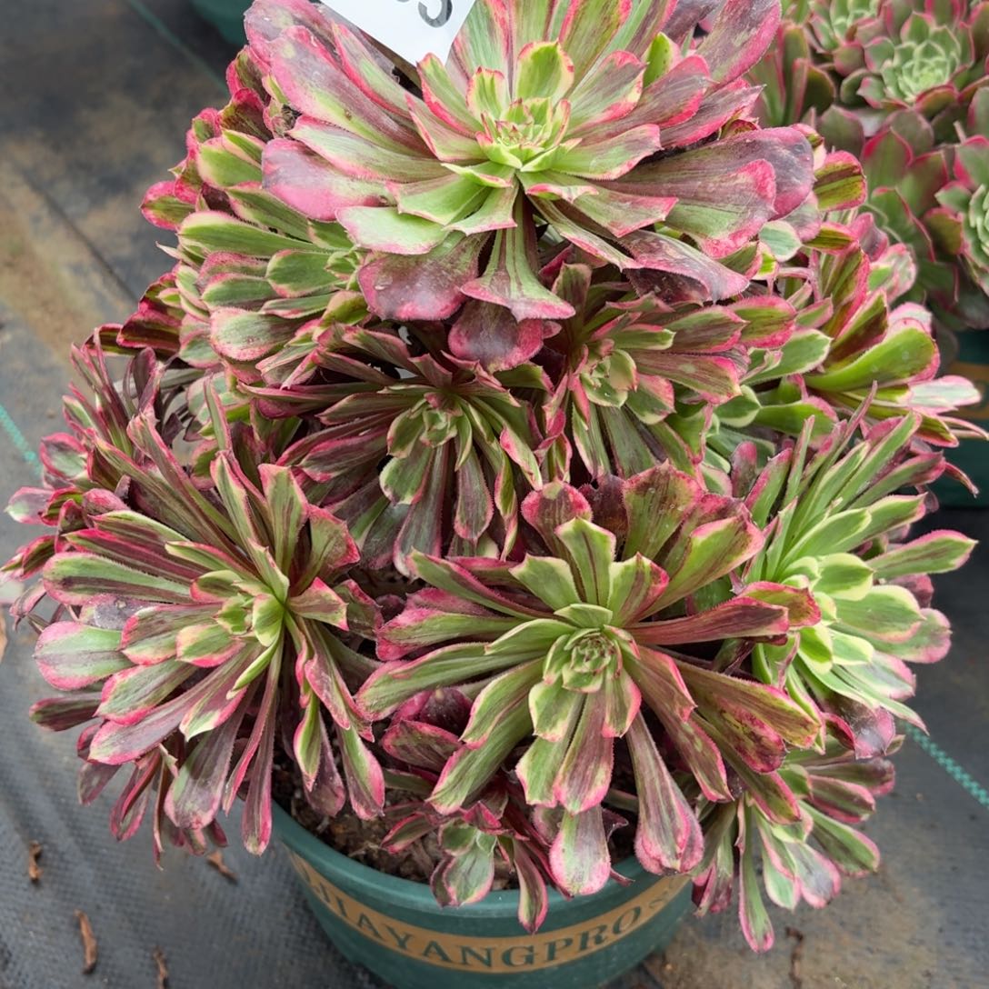 395同花顺多肉植物福利