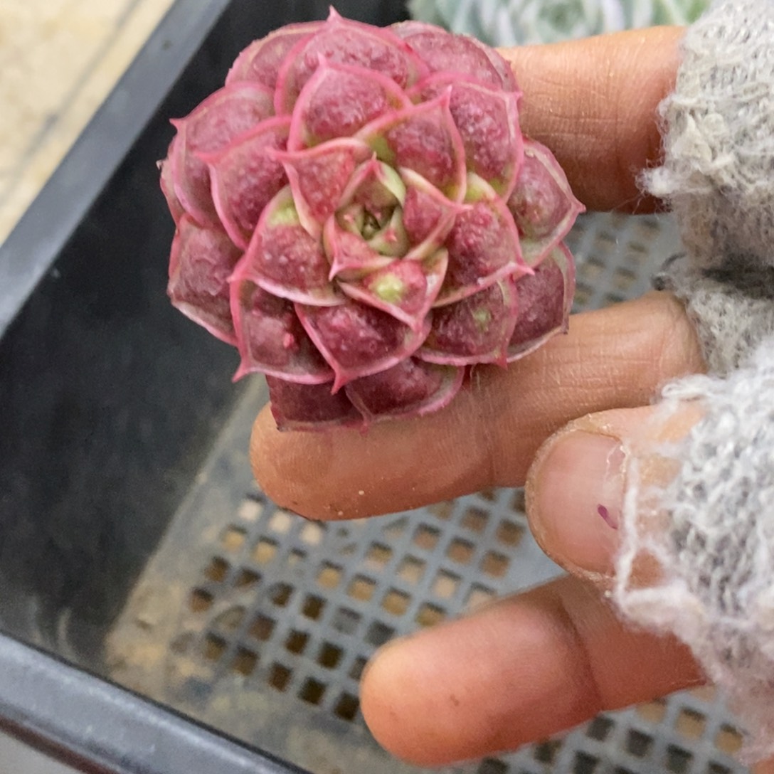 精品多肉一物一拍不包整238