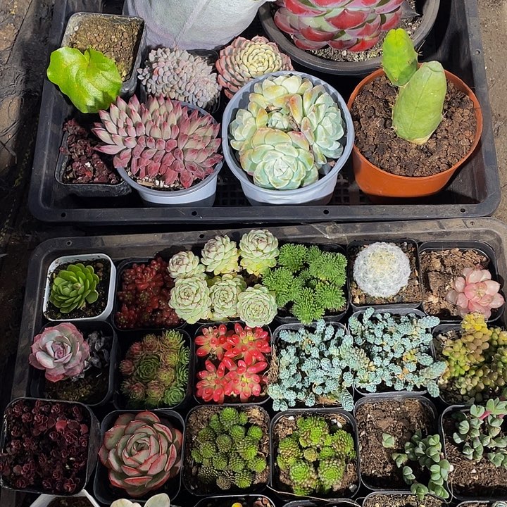 两筐不发土带盆土发货