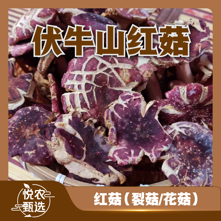 【裂菇】2025红菇花菇伏牛山新菇当季河南煲汤营养干货特产天然鲜美