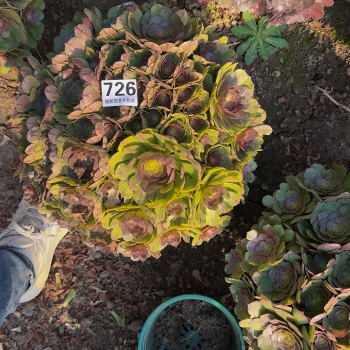 拉丝花27-35包邮花花