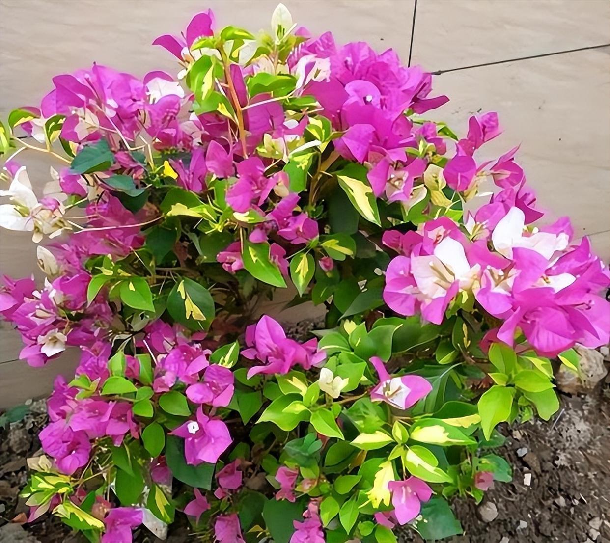 【金星双色】赏花赏叶四季勤花开花机器基地直发