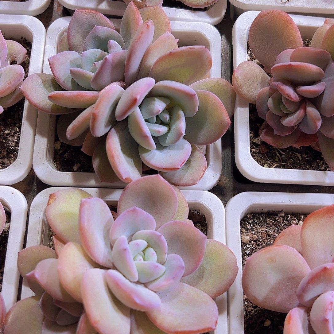 双头大奶茶正版19包邮