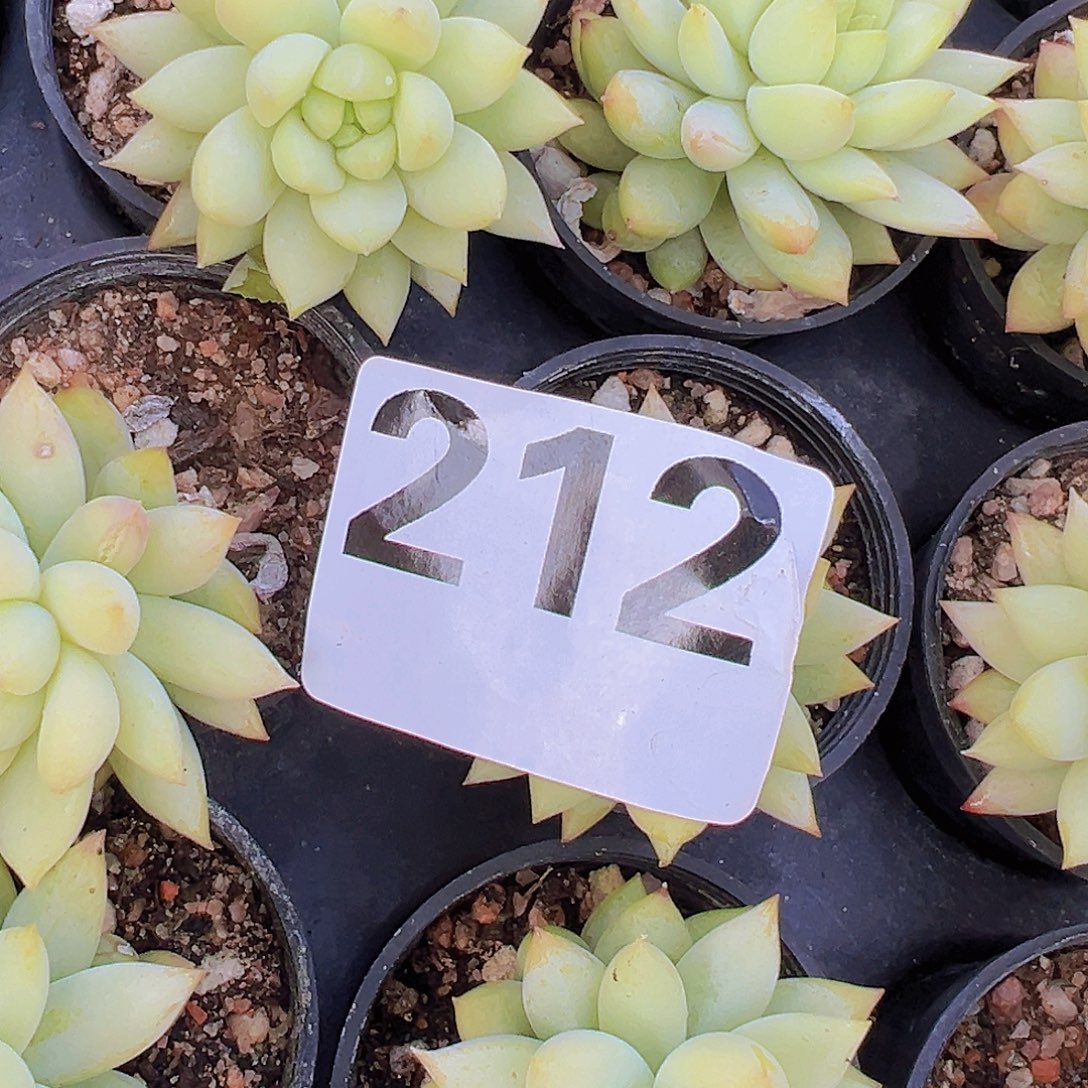 5厘米盆212多肉2颗