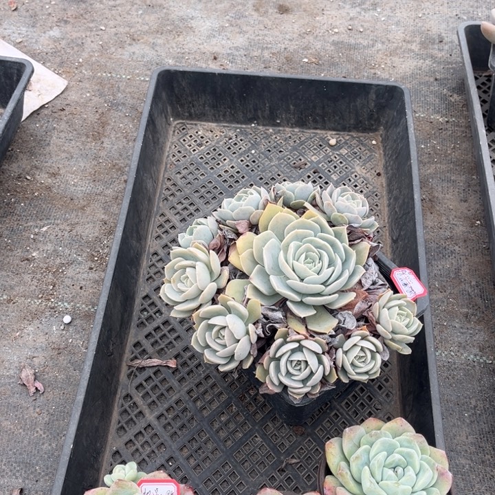 沉***金鲁氏石莲一颗冰玉单头三颗