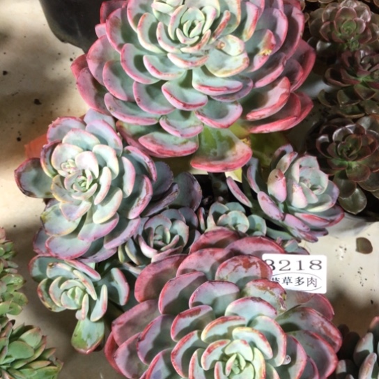 白月光，3218，一物一拍