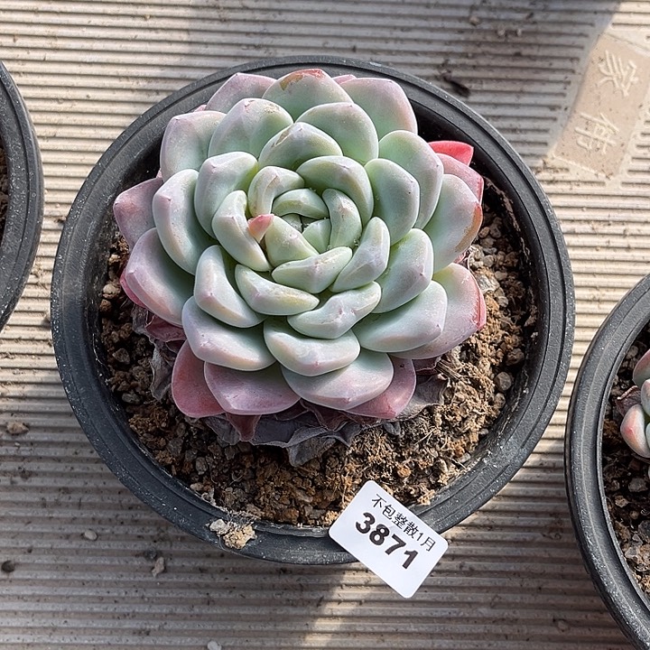 阿雅园艺。      3871