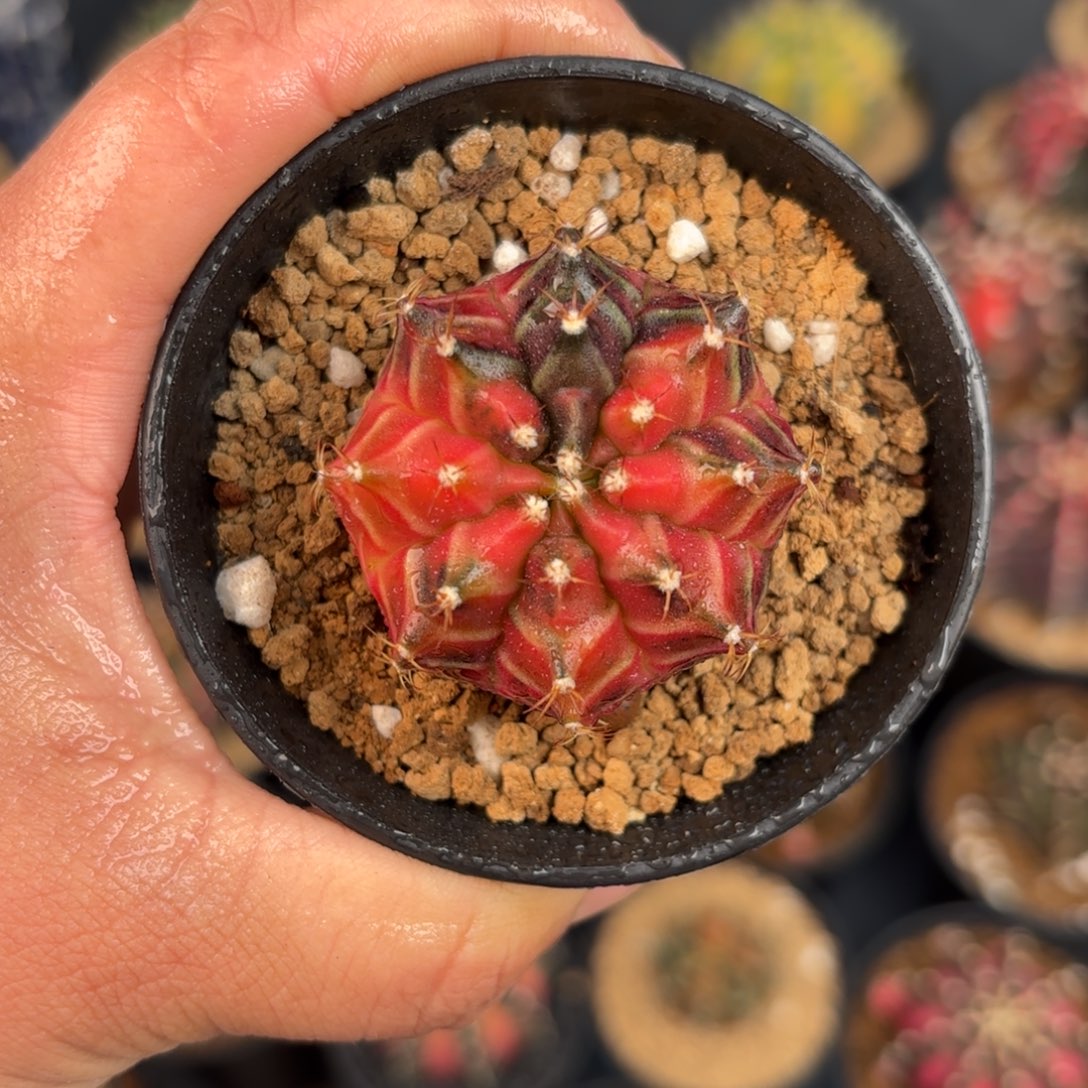 泰系米哈乌贼后代实生16号