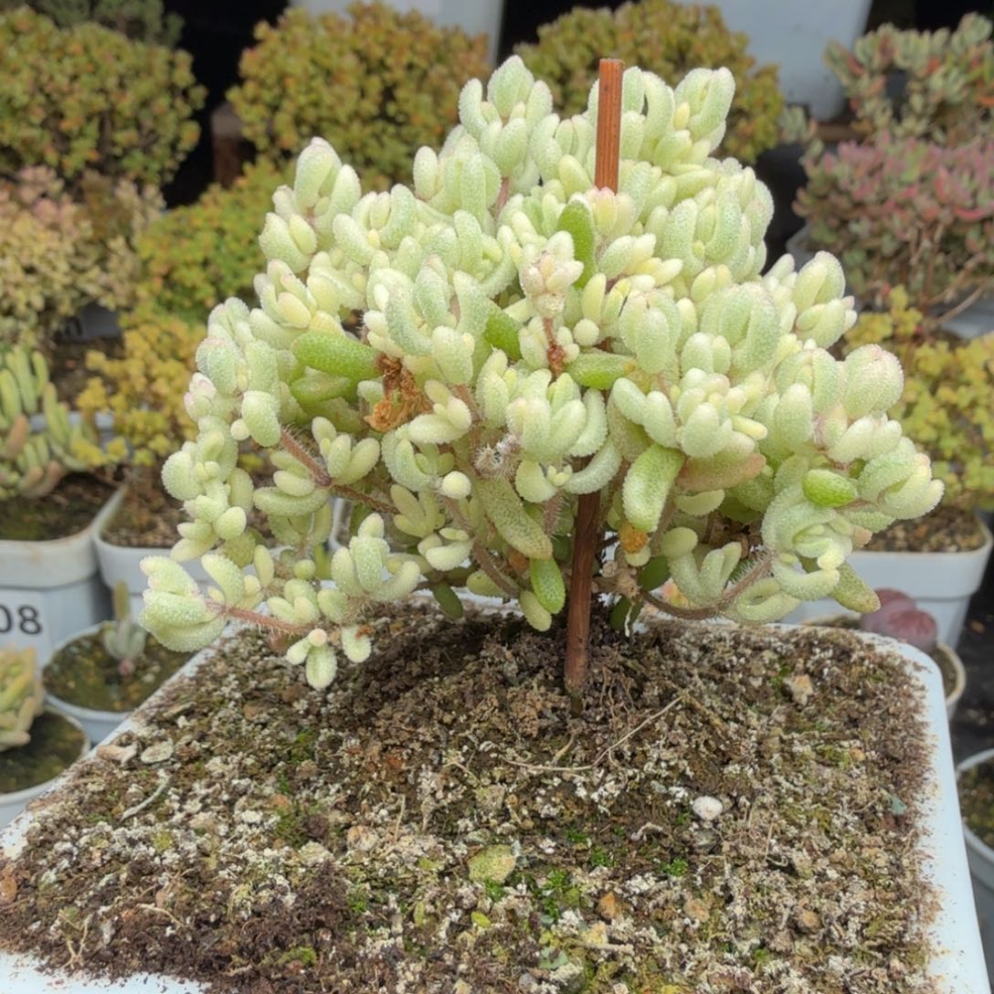 A751红宝石锦枝干