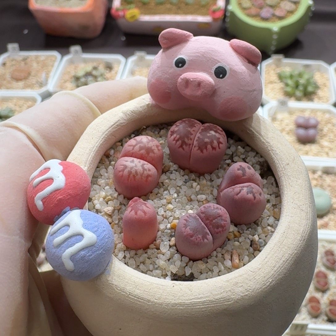 0910-101连盆带花菊菊菊菊