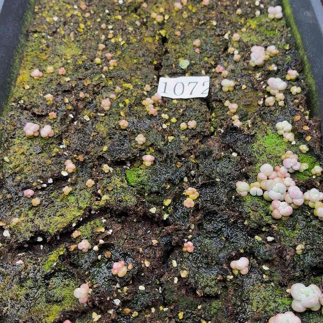 多肉植物多肉植物1072汤圆