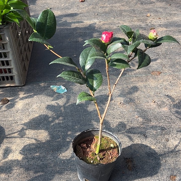 大部分花苞少量开放，双色白底干贝利