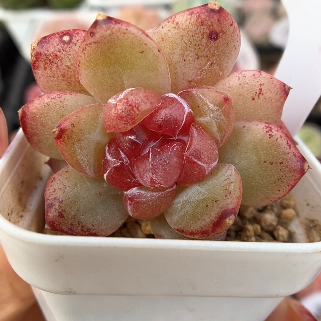 钻5双头可拍387号。    