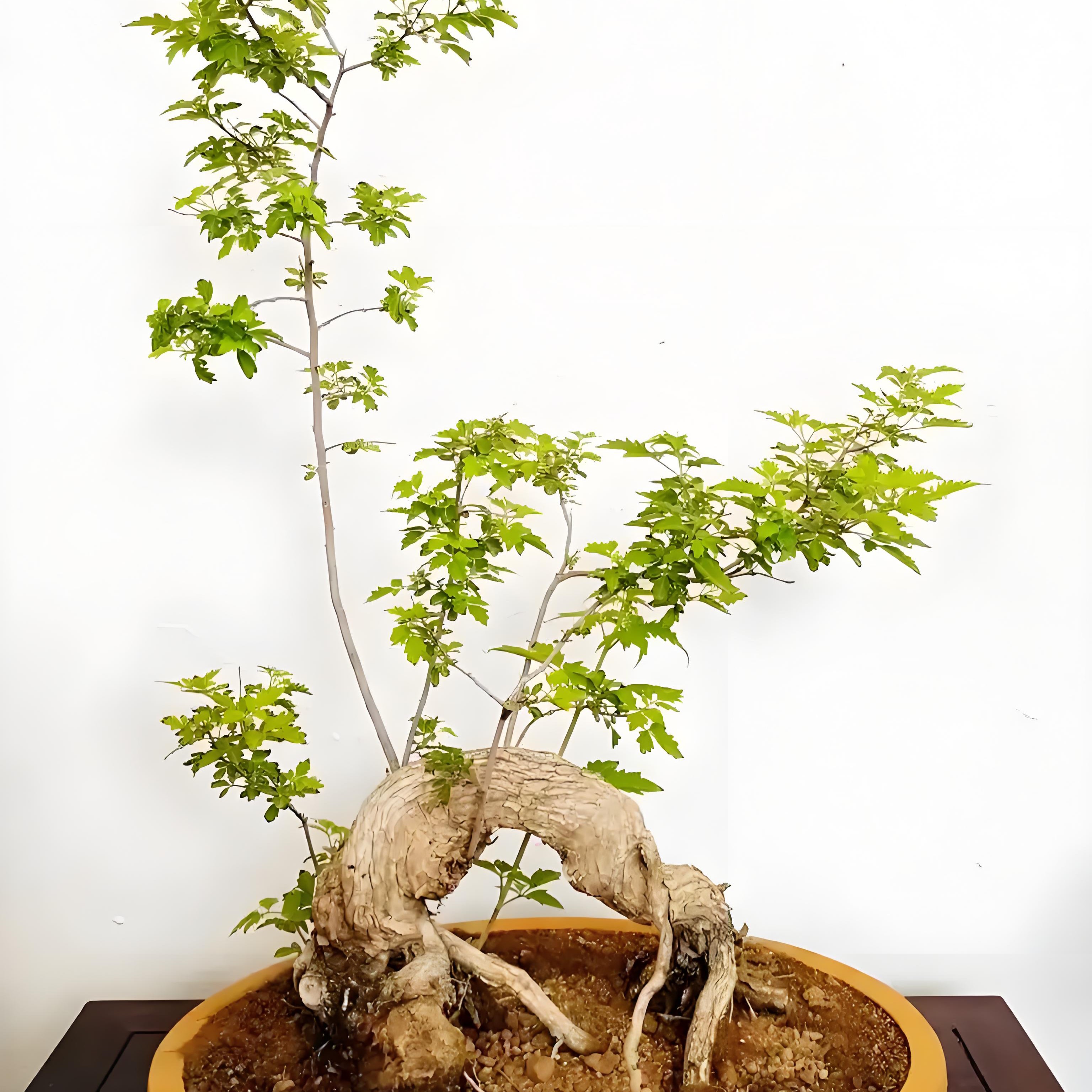 黄荆老桩盆景绿植微型盆栽易养好活适合家居办公室观赏