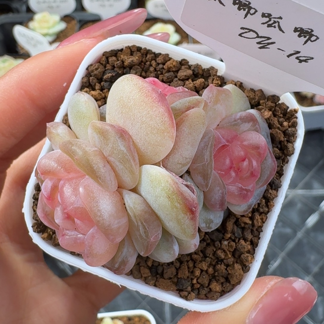 1230-14-牡丹三头一颗多肉