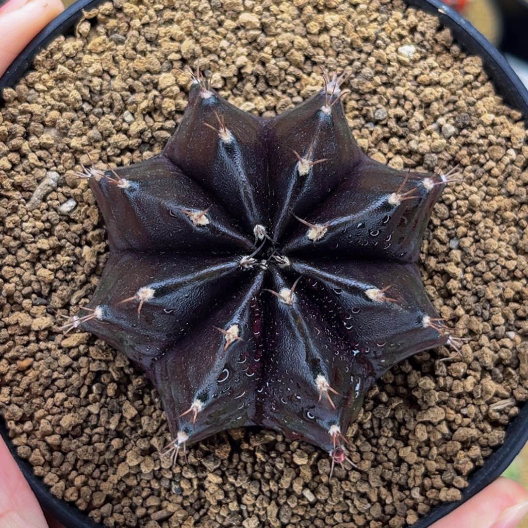 黑寡妇 米哈仙人球