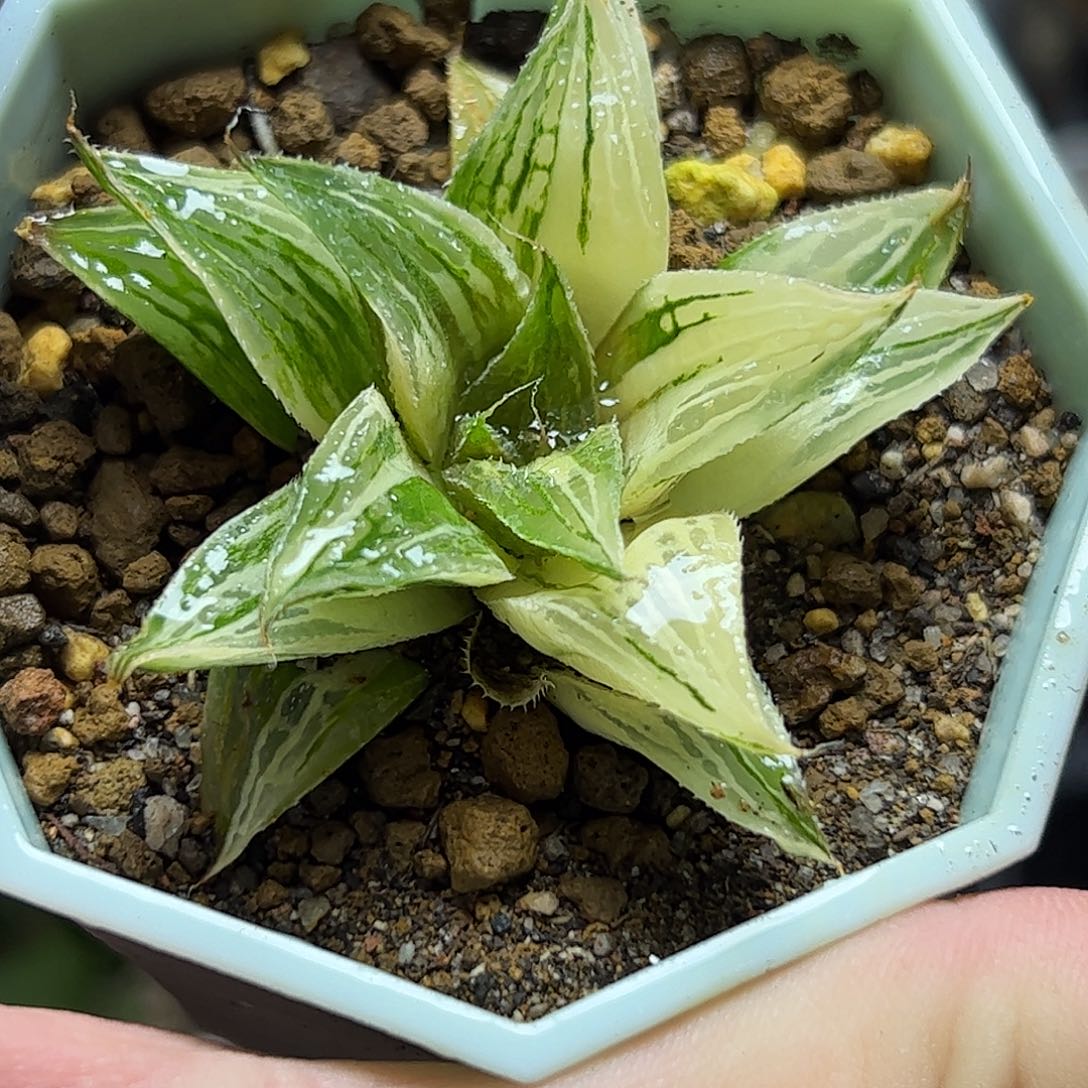 原始芭堤雅十二卷十二