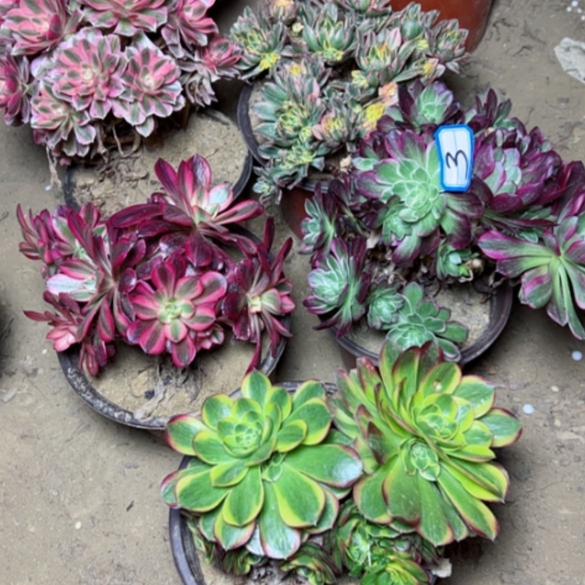 【闪购商品】多肉植物砍过不售后3
