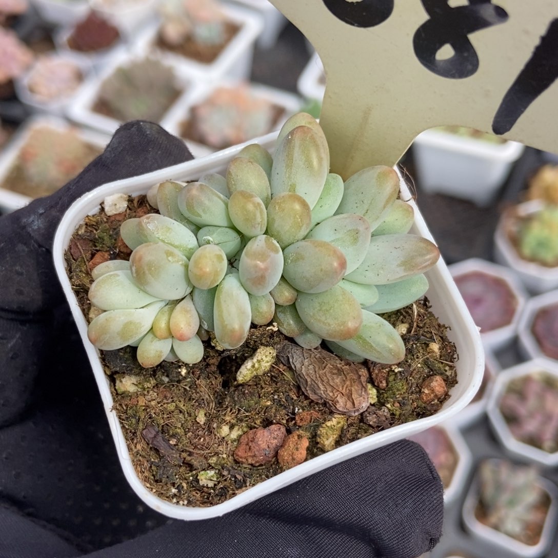 081企鹅多肉植物保护