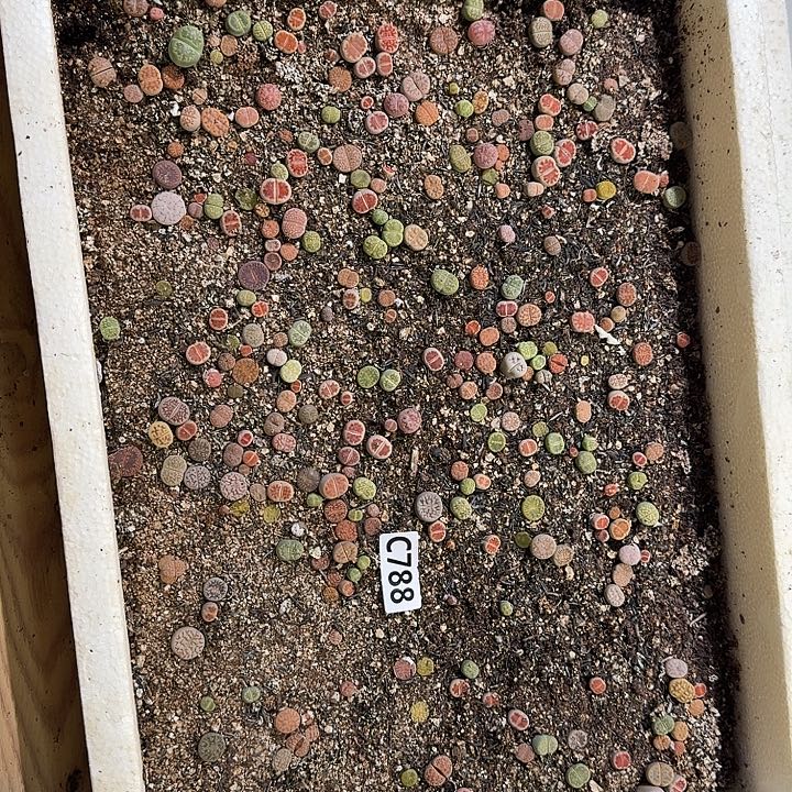 生788石花整框脱土发货不售后