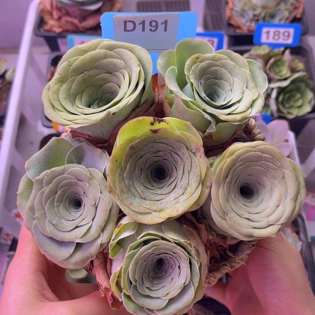 山地玫瑰花篮D191 6颗