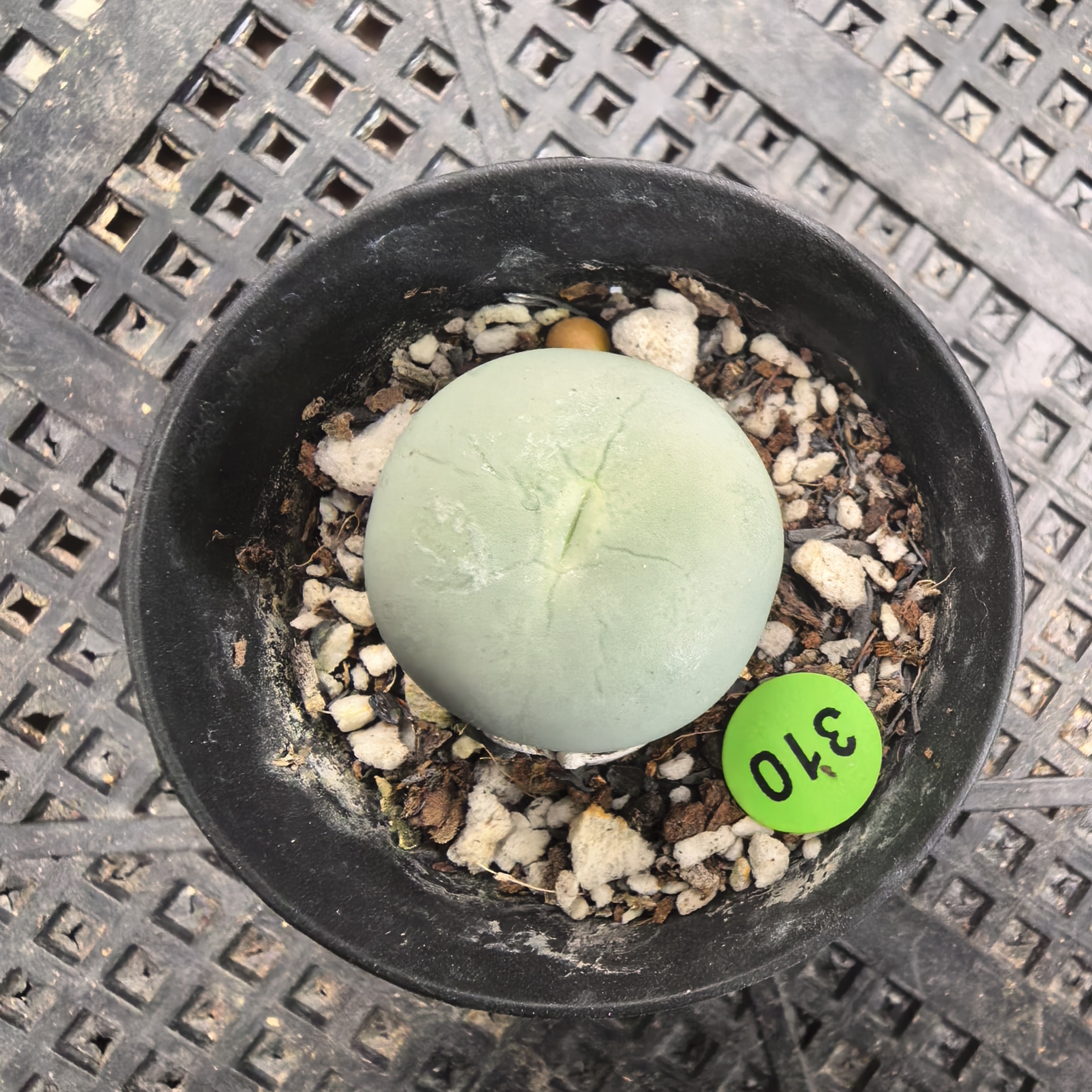 鸽子蛋2.3cm带盆多肉310