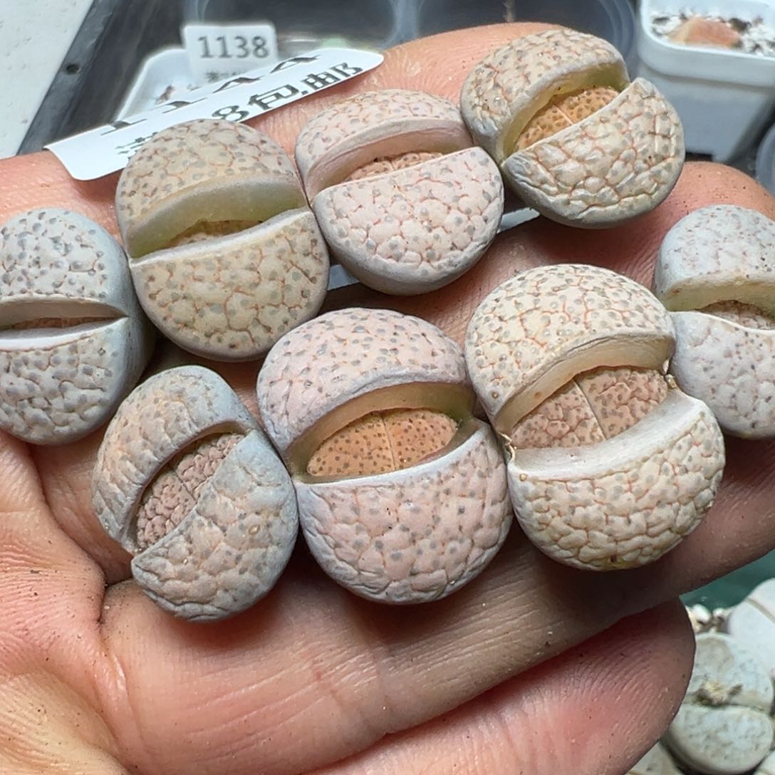 【闪购商品】 1144。    