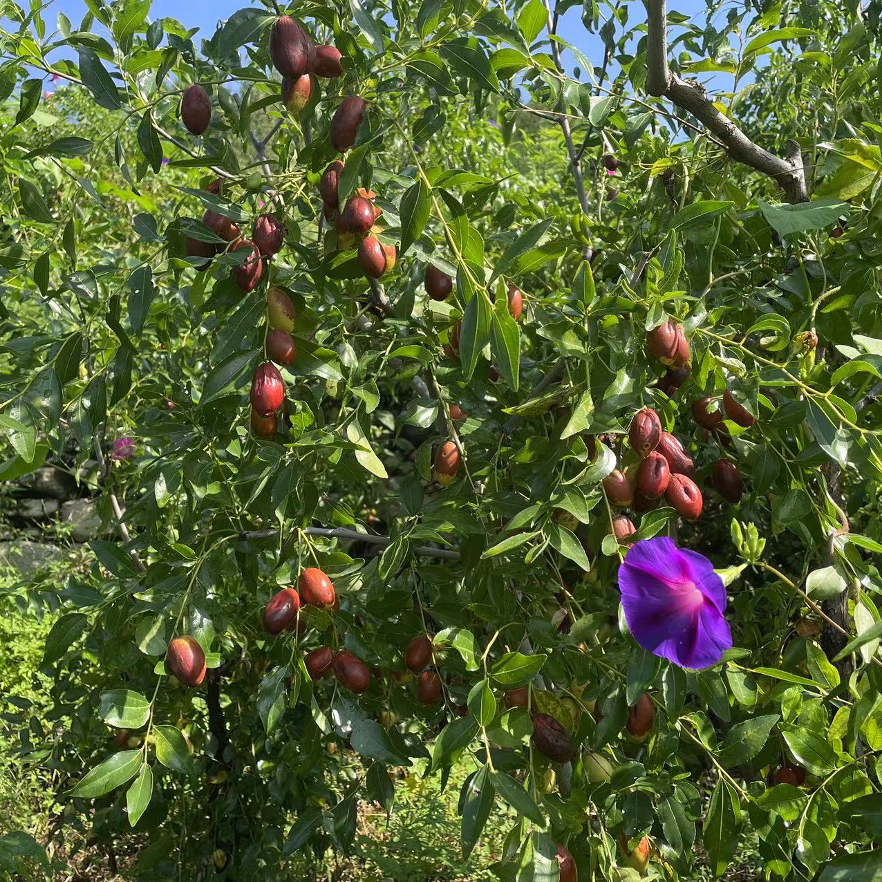 福利（平谷自己家）山场歪瓜裂枣马牙枣。嘎嘎脆嘎嘎甜。2斤4斤北京市